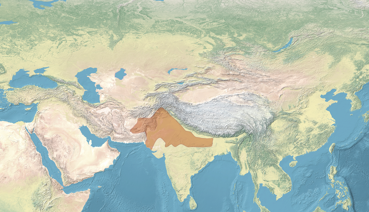 Ghurid dynasty